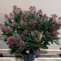 Skimmia japonica Rubella - p23 40+blomster