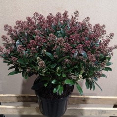Skimmia japonica Rubella - p26 50+blomster