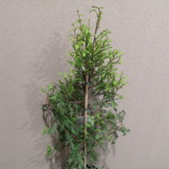 Taxodium Distichum - Sumpcypres / 60-80 cm.