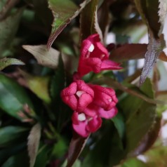 Weigela florida All Summer Red - Klokkebusk