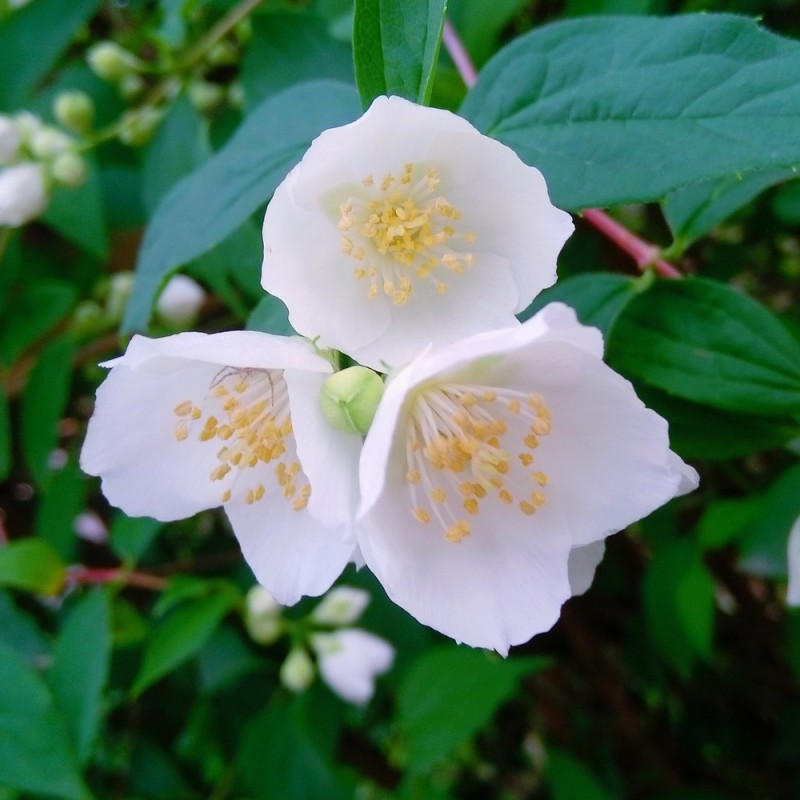 Philadelphus lemoinei Dame Blanche - Uægte Jasmin - Pibeved