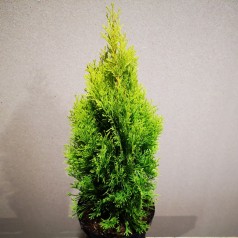 Thuja occidentalis Golden Smaragd / 30-40 cm.