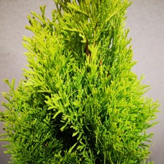 Thuja occidentalis Golden Smaragd / 30-40 cm.