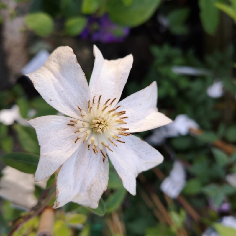 Clematis Huldine / Klematis