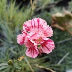 Dianthus plumarius Doris / Fjernellike