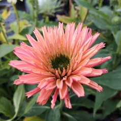 Echinacea purpurea SunSeekers Salmon - Purpursolhat