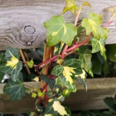 Hedera helix Goldheart / Vedben