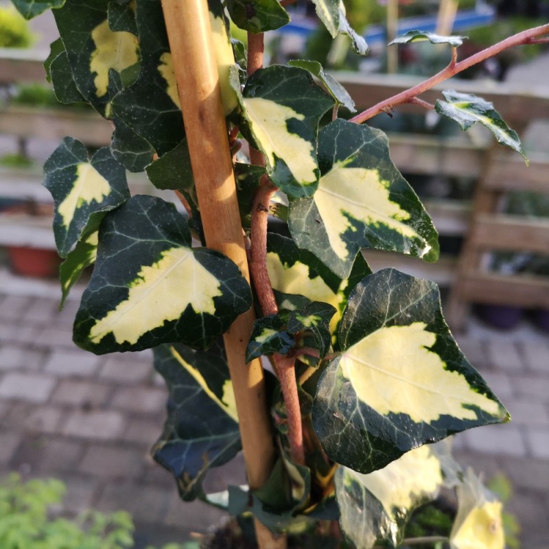 Hedera helix Goldheart / Vedben