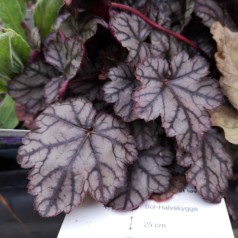 Heuchera hybrid Jade Gloss / Alunrod