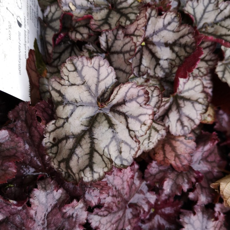 Heuchera hybrid Jade Gloss / Alunrod