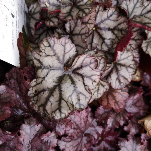 Heuchera hybrid Jade Gloss / Alunrod