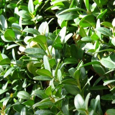 Buxus sempervirens Green Velvet - Buksbom