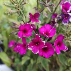 Phlox paniculata Early Cerise / Høstfloks