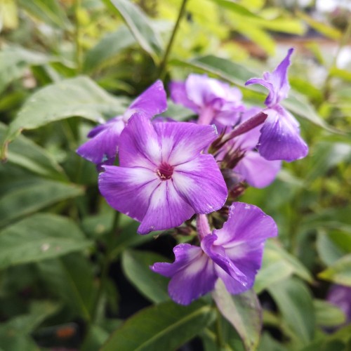 Phlox paniculata Purple Kiss / Høstfloks