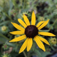 Rudbeckia hybrid Little Gold Star - Solhat