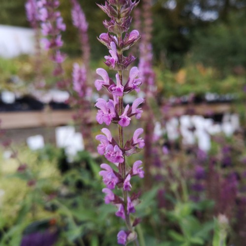 Salvia nemerosa Amethyst / Salvie