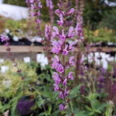 Salvia nemerosa Amethyst / Salvie