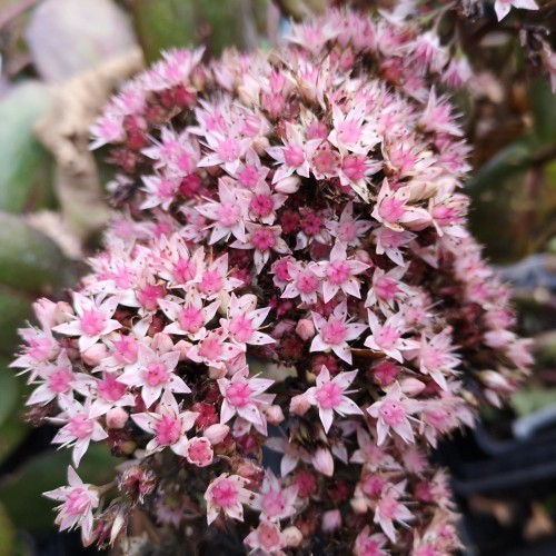 Sedum hybrid Matrona / Sankthansurt