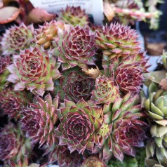 Sempervivum hybrid Bronco / Husløg