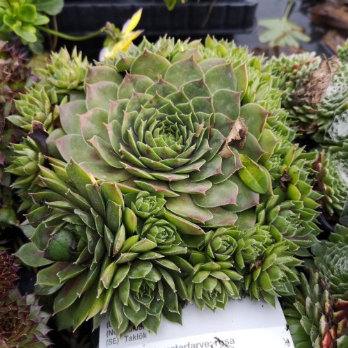 Sempervivum hybrid Commander Hay - Husløg