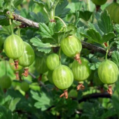 Stikkelsbærbusk Tatjana 30-50 Cm. - Bundt Med 10 Stk. Barrodsplanter