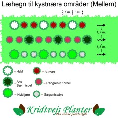 Læhegn til kystnære områder (Mellem) 3 rækker a. 30 meter.