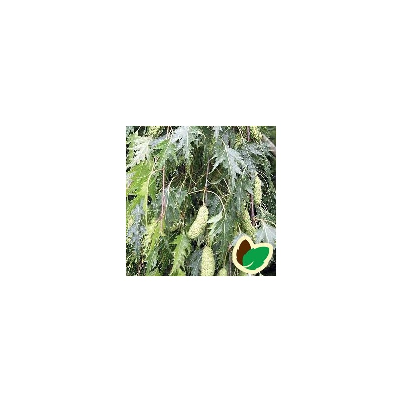 Betula pendula Dalecarlica - Fligbladet hængebirk - 80-120 cm.