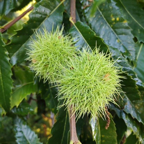 Ægte Kastanje Maravel - Spise Kastanje - Castanea sativa Maravel