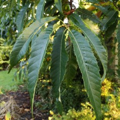 Ægte Kastanje Maravel - Spise Kastanje - Castanea sativa Maravel