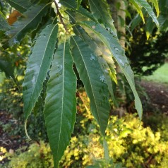 Ægte Kastanje Maravel - Spise Kastanje - Castanea sativa Maravel