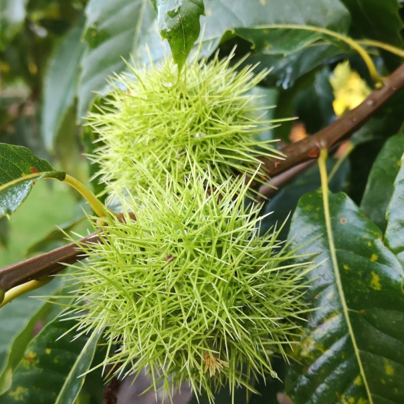 Ægte Kastanje Marigoule - Spise Kastanje - Castanea sativa Marigoule