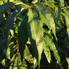 Ægte Kastanje Marigoule - Spise Kastanje - Castanea sativa Marigoule