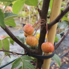 Malus hybrid Evereste - Paradisæble