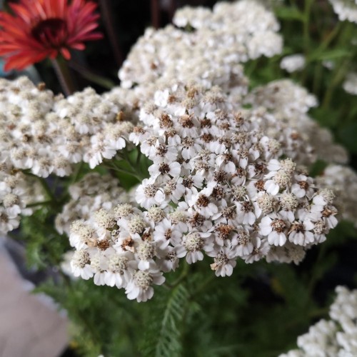 Achillea Millefolium New Vintage White - Røllike