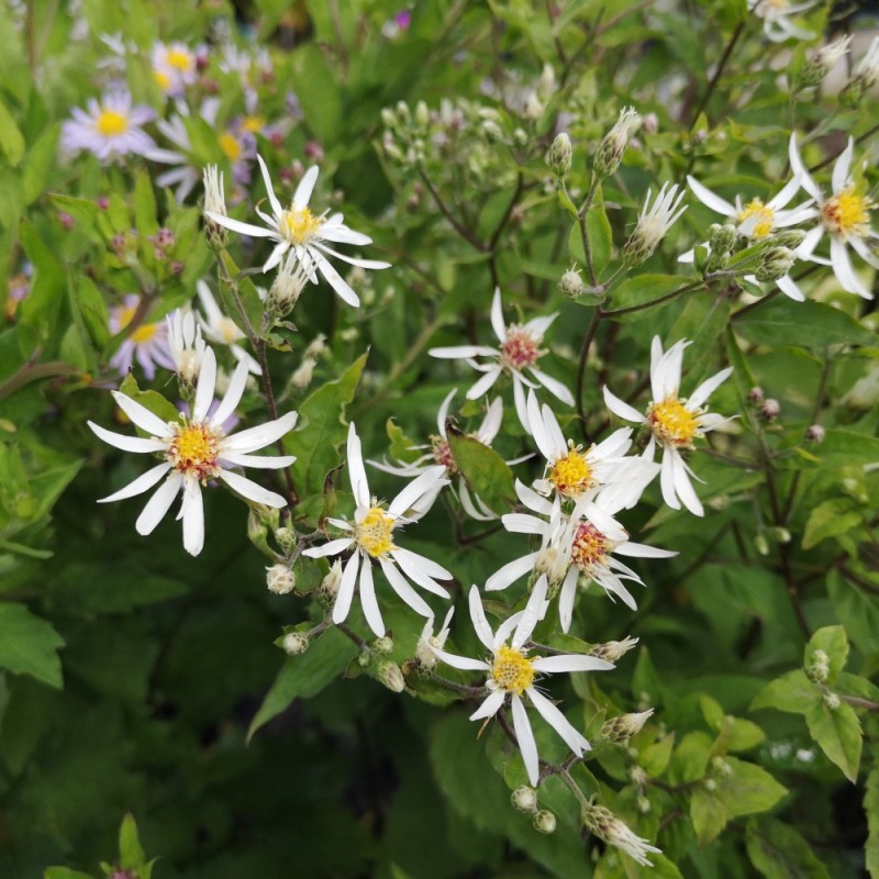 Aster divaricatus - Asters