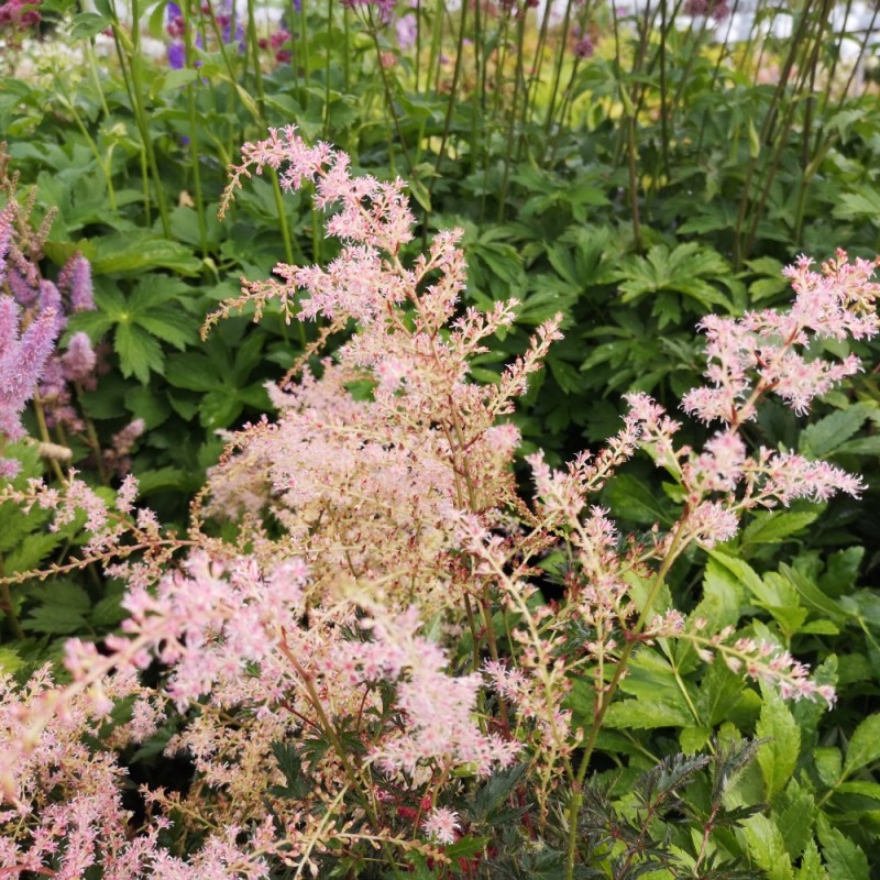 Astilbe glaberrima Sprite / Dværg Astilbe