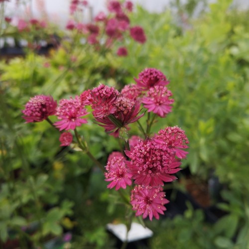 Astrantia major Venice / Stjerneskærm