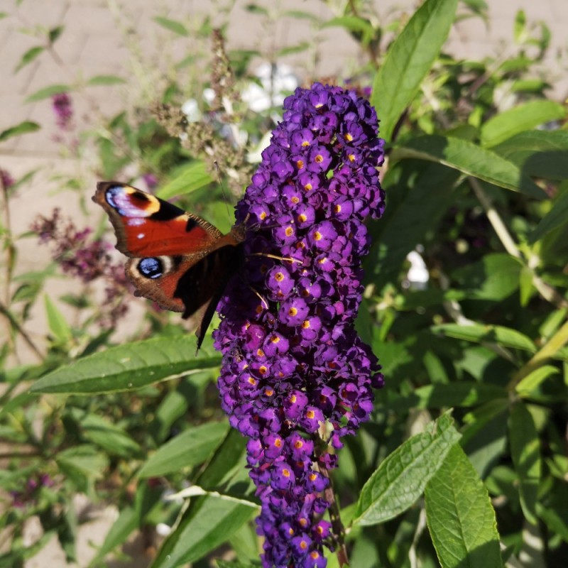 Buddleja Davidii Black Knight / Sommerfuglebusk