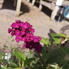 Buddleja Davidii Royal Red / Sommerfuglebusk