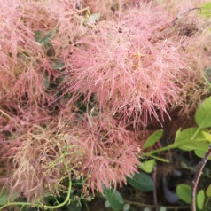 Cotinus coggygria Smokey Joe / Parykbusk