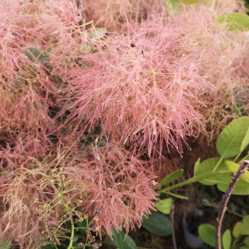 Cotinus coggygria Smokey Joe / Parykbusk