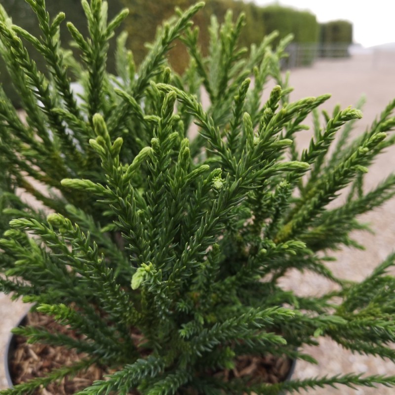 Cryptomeria japonica Little Champion / Kuglekryptomeria