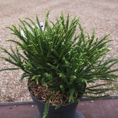 Cryptomeria japonica Little Champion / Kuglekryptomeria