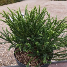 Cryptomeria japonica Little Champion / Kuglekryptomeria