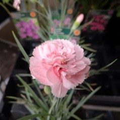 Dianthus Plumarius Doris / Fjernellike