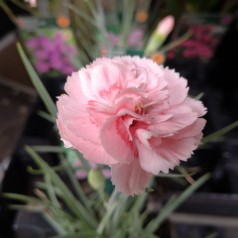 Dianthus Plumarius Doris / Fjernellike