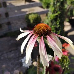 Echinacea Purpurea Pretty Parasols / Purpursolhat