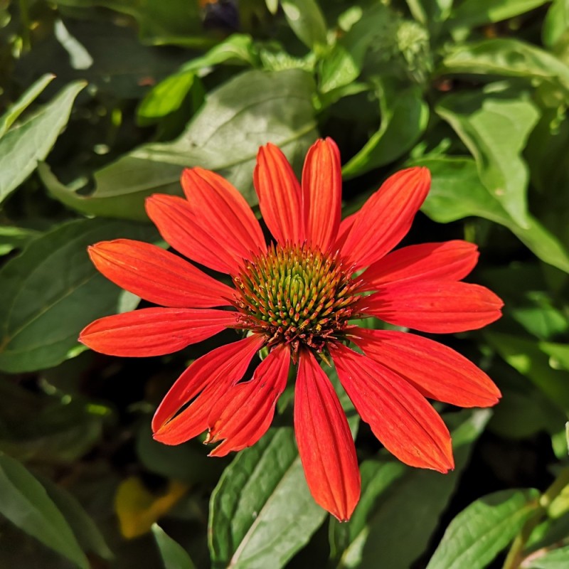 Echinacea purpurea Sombrero Adobe Orange / Purpursolhat