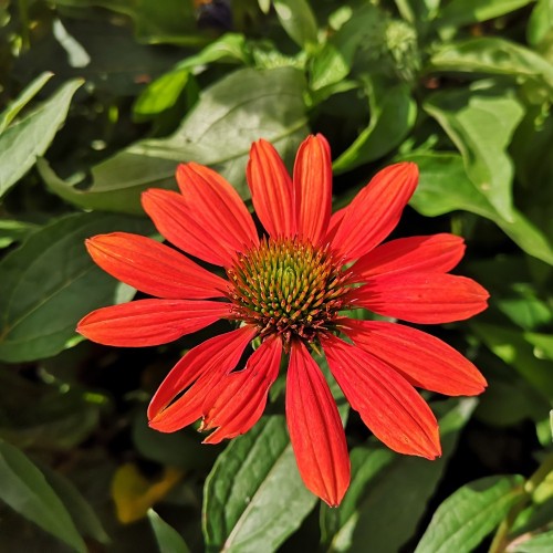 Echinacea purpurea Sombrero Adobe Orange / Purpursolhat