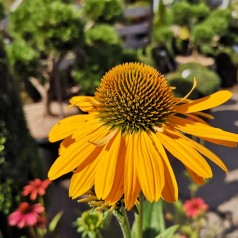 Echinacea Purpurea SunSeekers Mellow - Purpursolhat